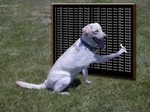 bad-dog
