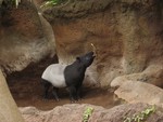 Jason's favorite animal as a kid