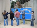 feeding the Giraffe