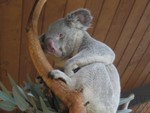 I come from the land down under