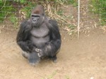Anybody got a banana