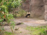 baby Panda