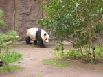 Mama Panda